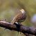Gray Francolin
